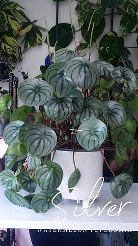 This Silver Watermelon Peperomia is insane!!! Those leaves are really big! Thriving in leca clay balls with @gt_growth_techno...