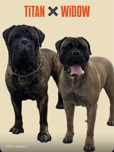Another one 🎤 

🐾 
🐾
🐾
🐾
🐾
#mastiff #mastiffsofinstagram #mastiffgram #mastiffs #bullmastiff #bullmastiffs #bullmastiffsofins...