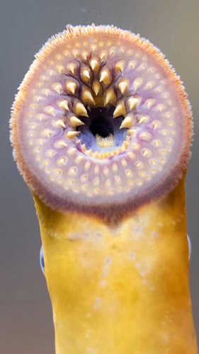 This Fish is a real life Vampire! 
#lamprey #fishing #nature #wildlife