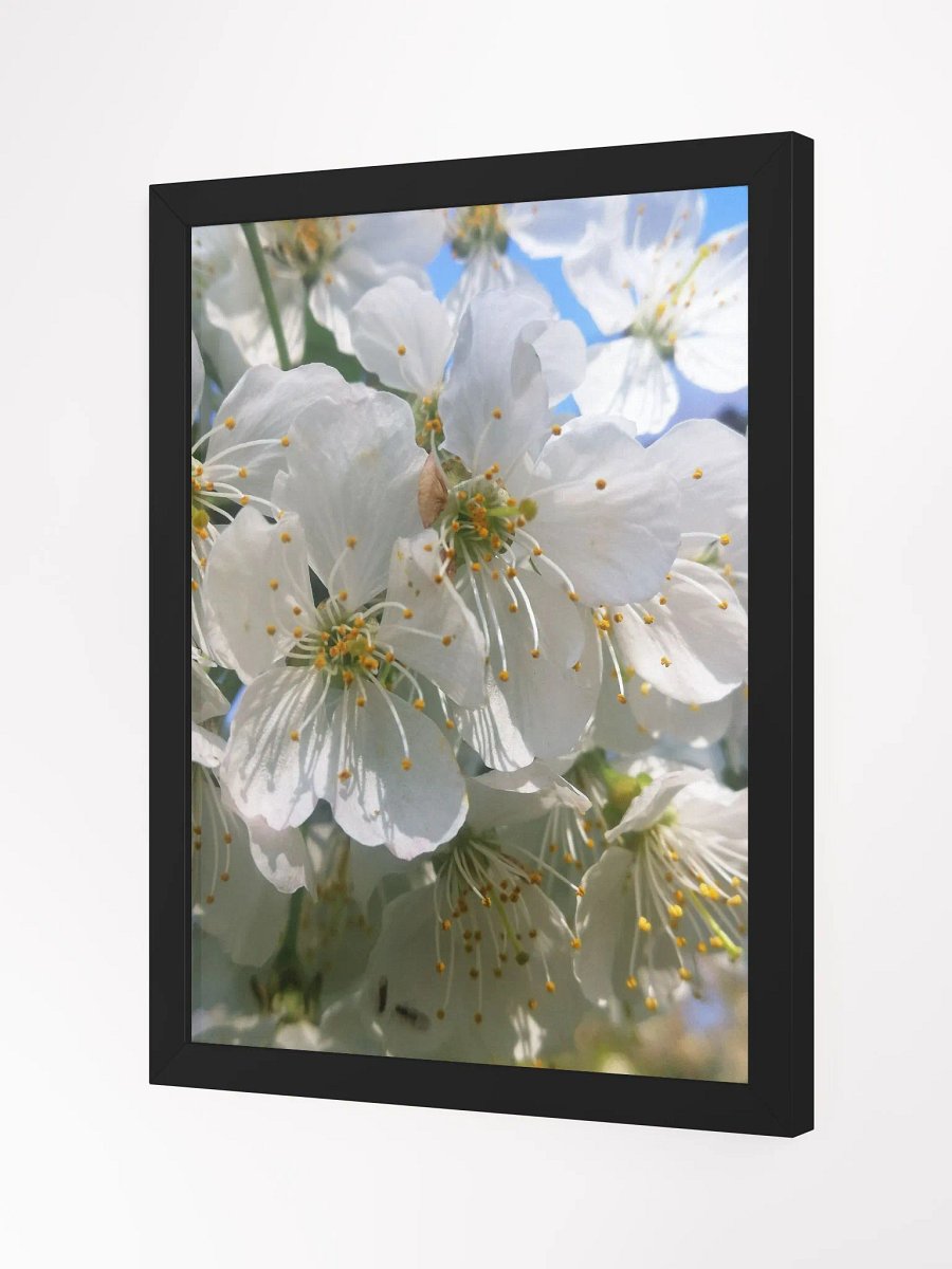 Framed White Cherry Blossoms Print, Floral Art, White Cherry Flowers Art Print, 12x16