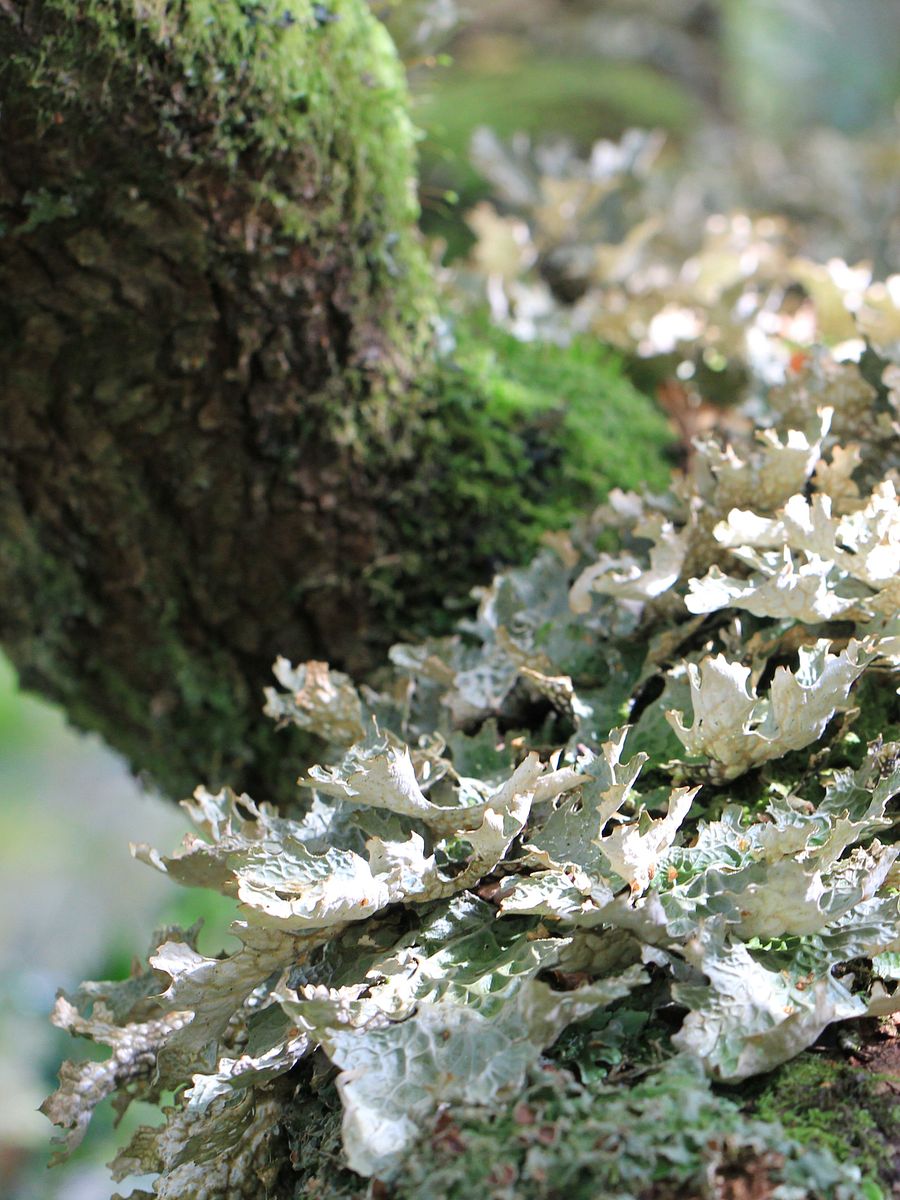 Lichen Image Collection product image (7)