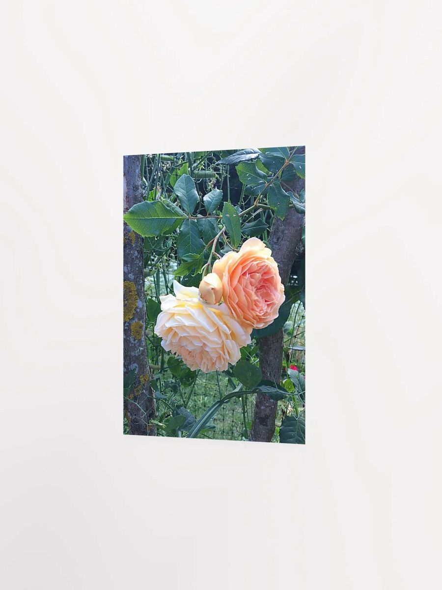 Orange Roses product image (9)