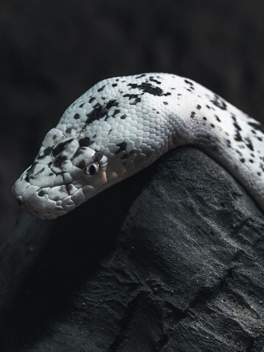 Cow Retic #2 product image (1)