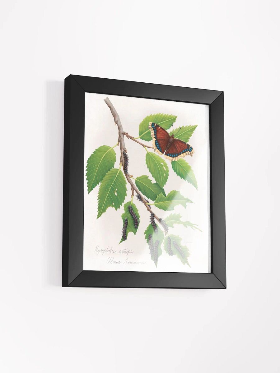 Mourning Cloak Butterfly product image (17)