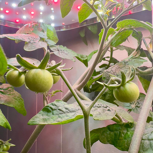 Our tomatoes have finally started coming on, in our @letpotgarden hydroponic growing system! 🍅

#ploughmansbackyard #canadian...