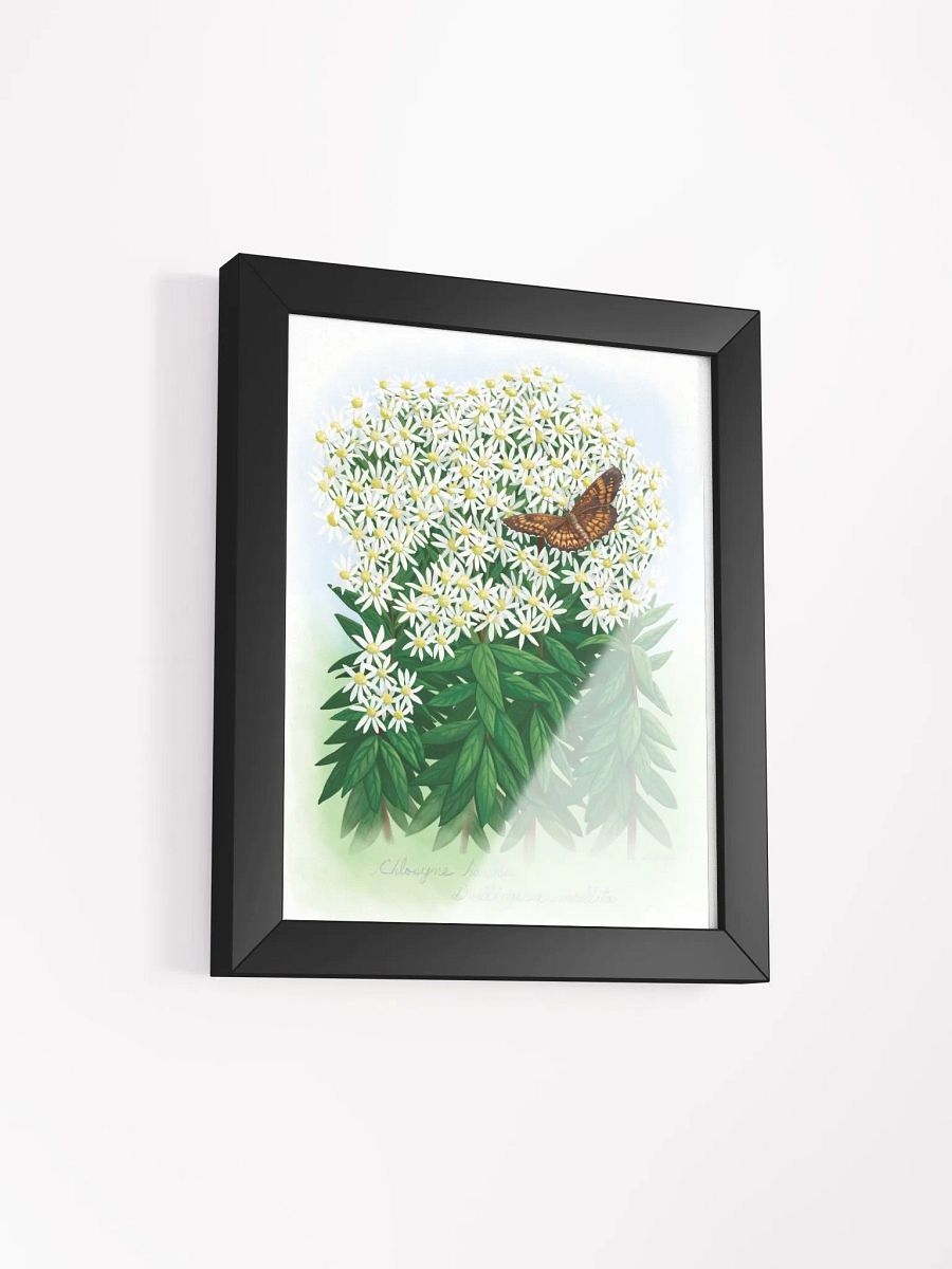 Harris' Checkerspot Butterfly product image (17)