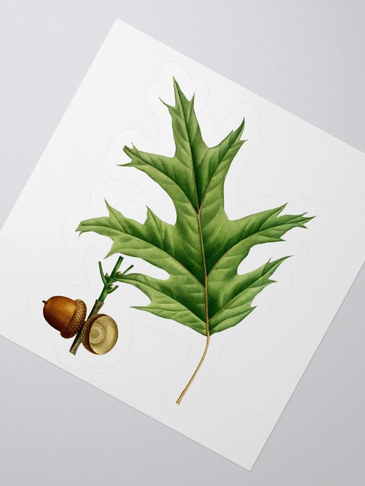 Red Oak Sticker product image (2)