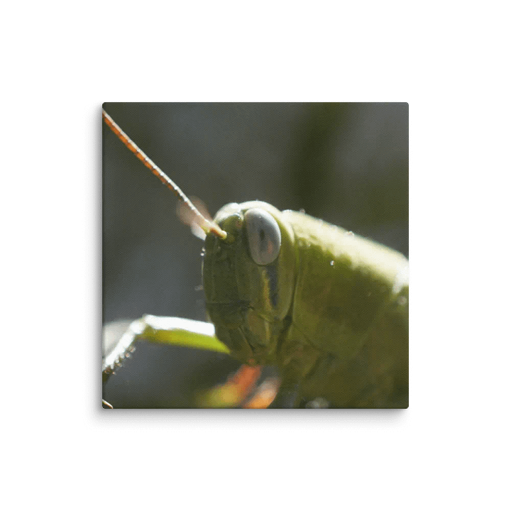 Grasshopper Canvas product image (2)