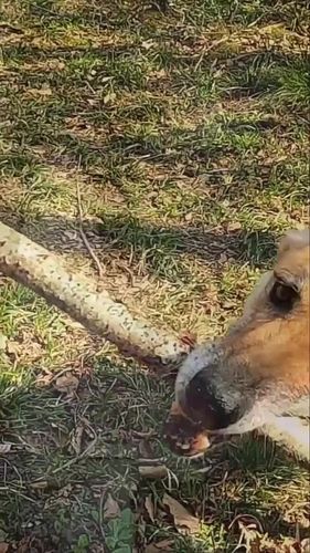 Training a stubborn dog can be tough, but with patience and the right strategies, you’ll see big improvements. 🐾 Learn how to...