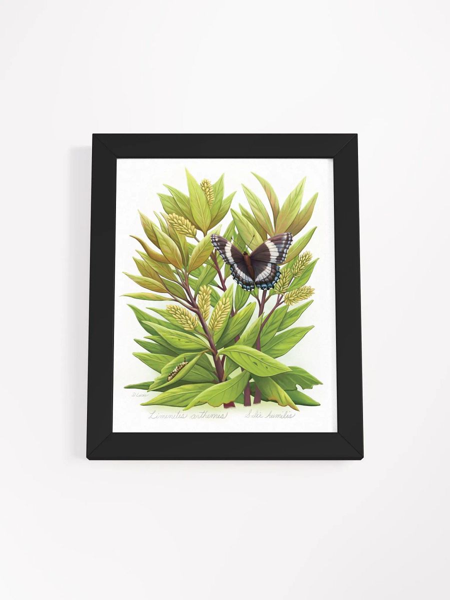 White Admiral Butterfly product image (9)