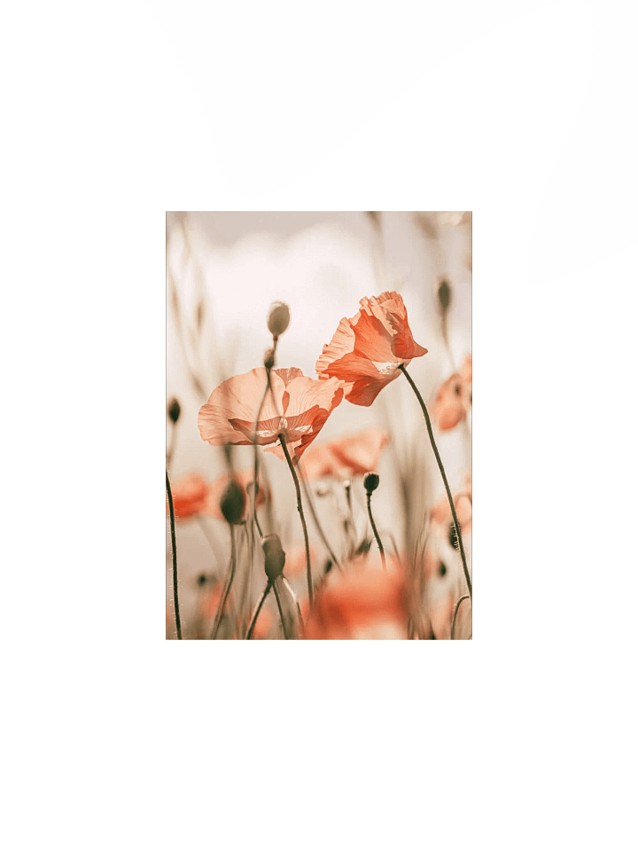 Translucent Poppy Whispers Poster product image (4)