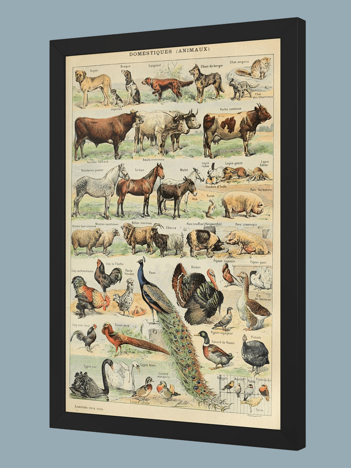 Le Larousse pour tous product image (1)