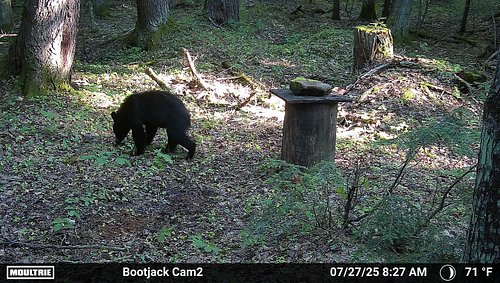 Bear season will be here soon!  Only a few more weeks and we can start baiting!  Already got a young one checking out the new...