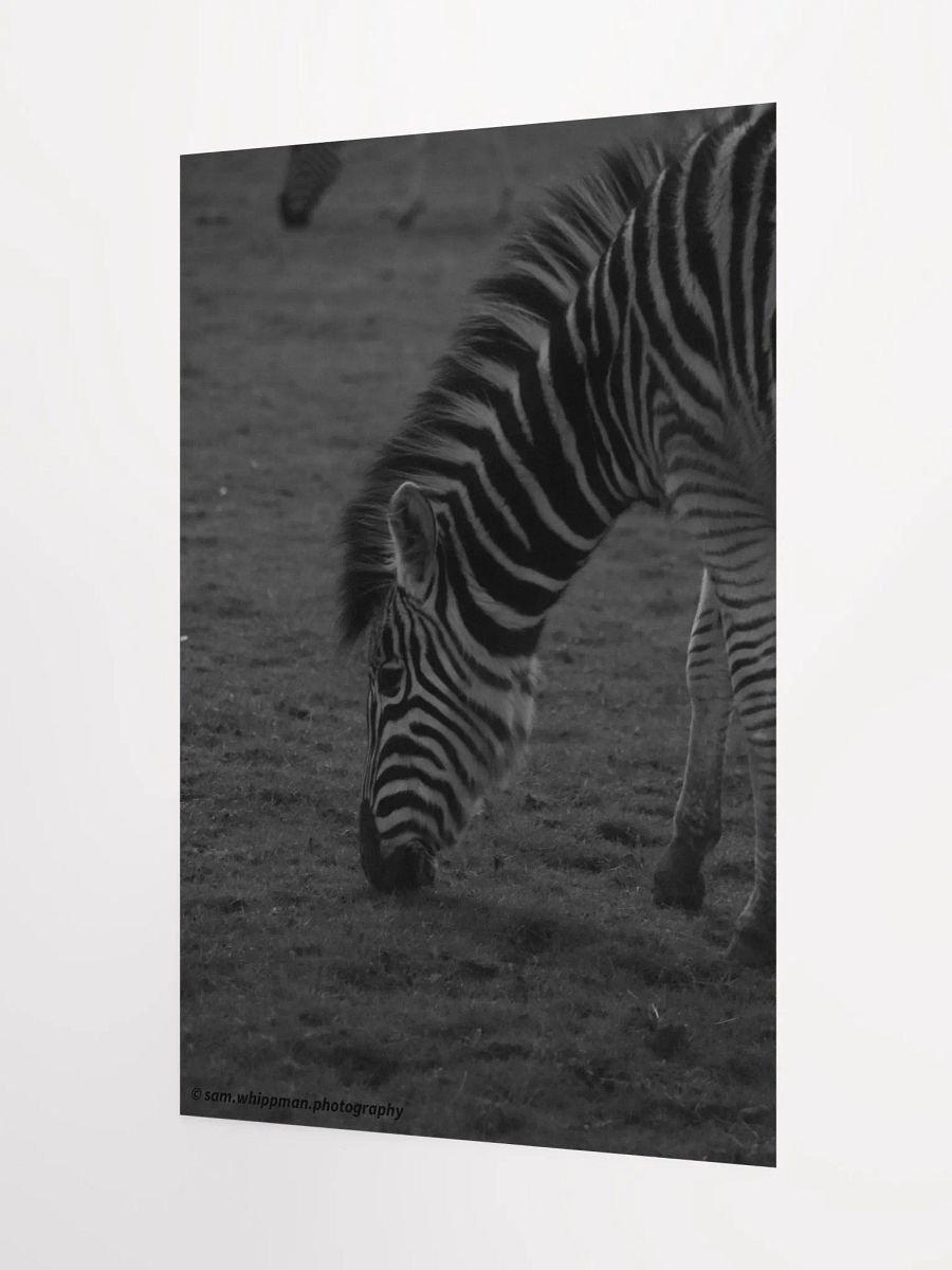 Zebra Prints product image (3)