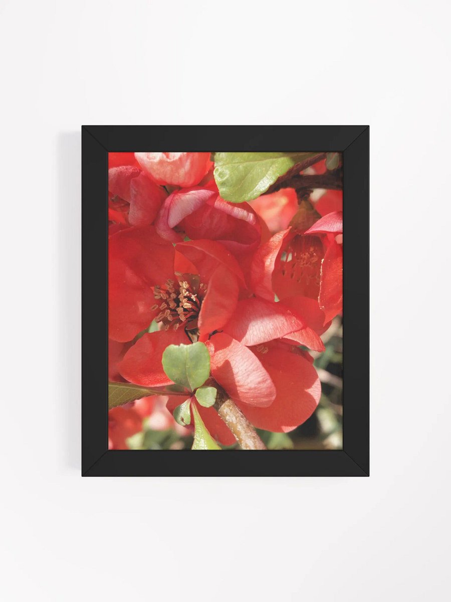 Framed Chaenomeles × Superba Print, Floral Art, Red Flower Print, 8x10 or 16x20