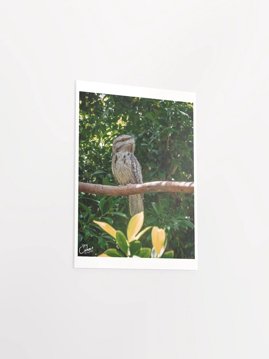 Frogmouth - Print product image (3)