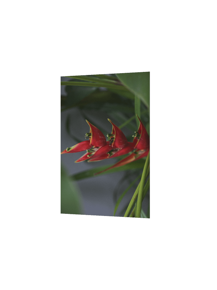 Red Palulu product image (9)