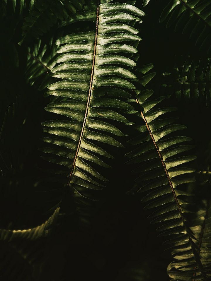 Ferntastic product image (1)