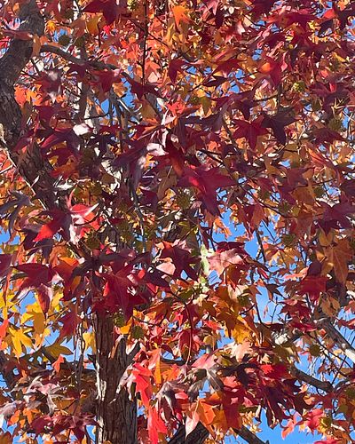 Fall has arrived in SoCal!  We do have a few trees that change color here! #fall #trees #leaves🍁 #socal #outdoors