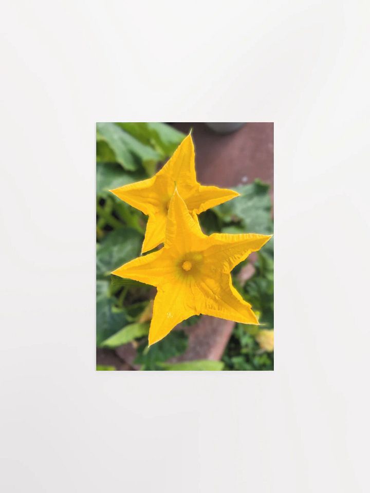 Pumpkin/Squash Flower product image (3)
