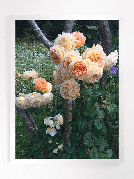 Royal Orange Roses product image (1)