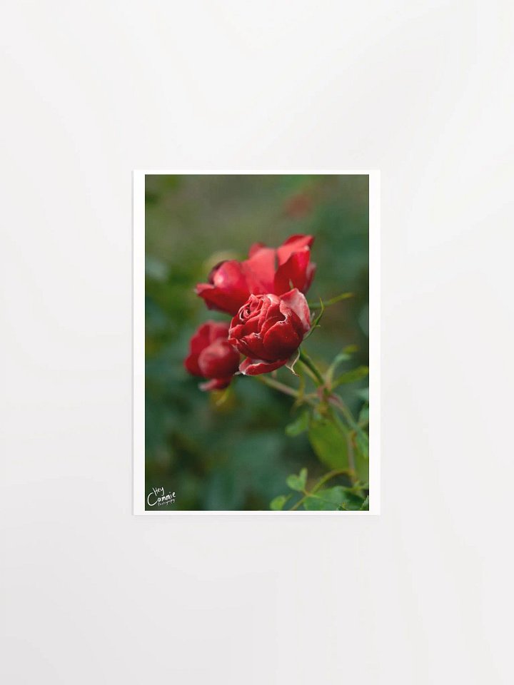 Red Like Roses - Print product image (1)