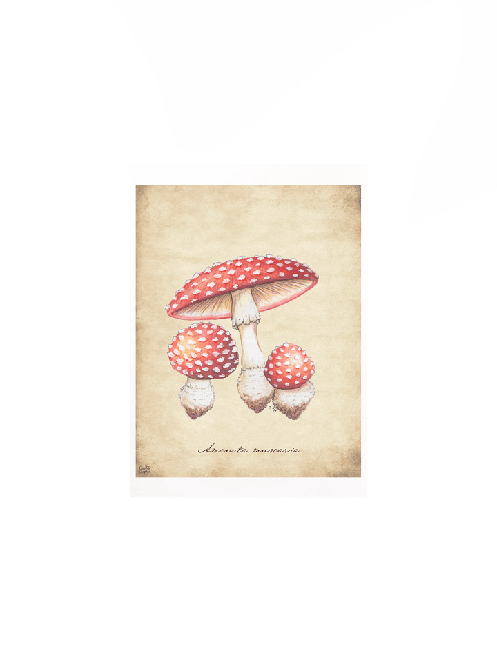 Amanita Muscaria - Art Print product image (2)