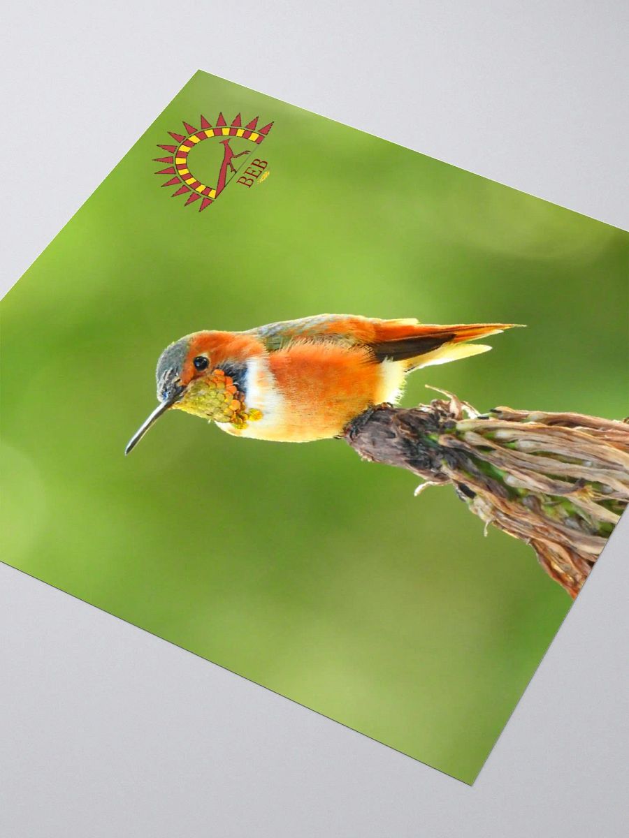 Bright-Eyed Birding Sticker (Allen's Hummingbird) product image (3)