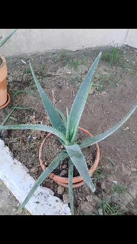 Ce preț ar merita o Aloe Vera de 35-40 cm la vârsta de 3 ani?