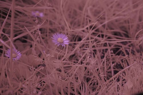 It's amazing how different plants have different colours in alternative light spectrums. #photography #photographer #trans #t...