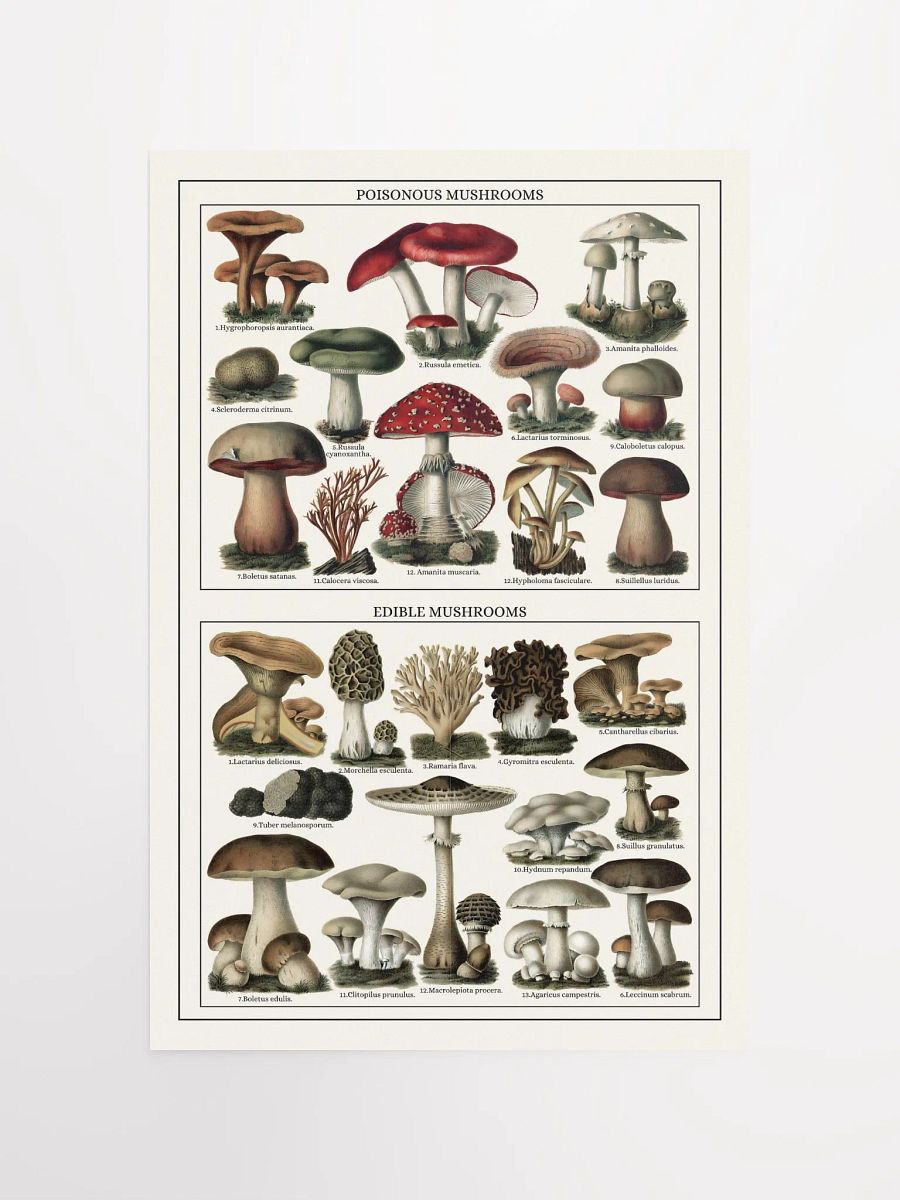 Mushroom Classification Chart Poster product image (4)