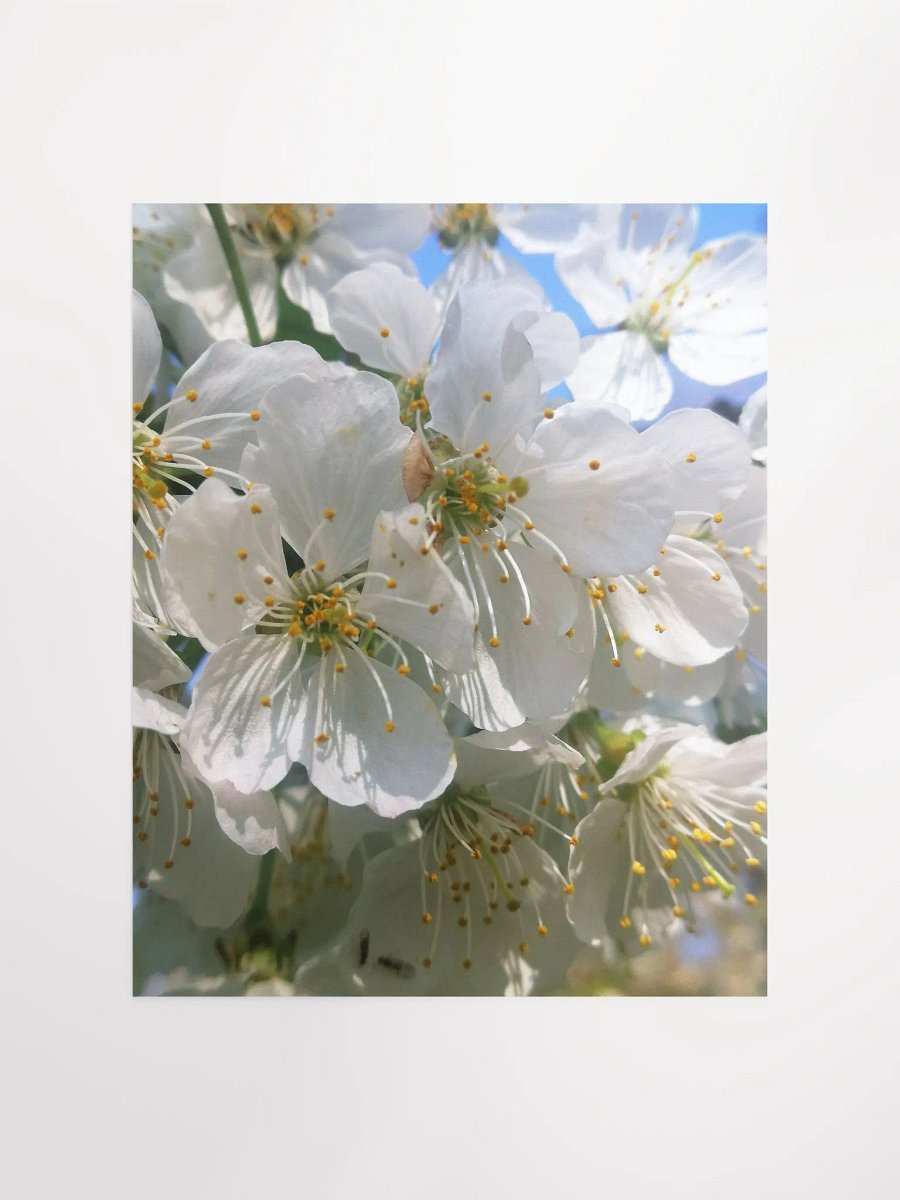White Cherry Blossoms Print Poster, Floral Art, White Cherry Blossoms Print, 8x10 or 16x20