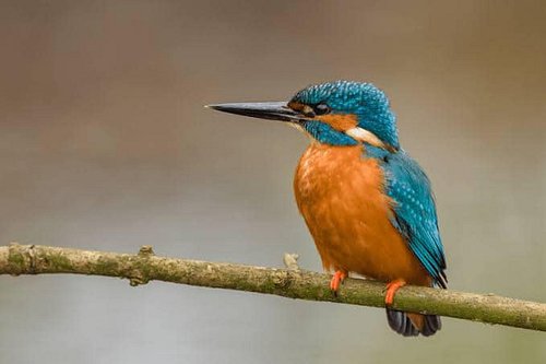 After a year in India I finally spotted my first Kingfisher.

It was too far to get a photo.

That totals 15 different bird s...