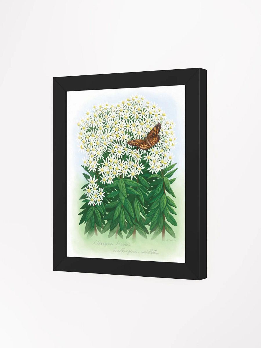 Harris' Checkerspot Butterfly product image (34)