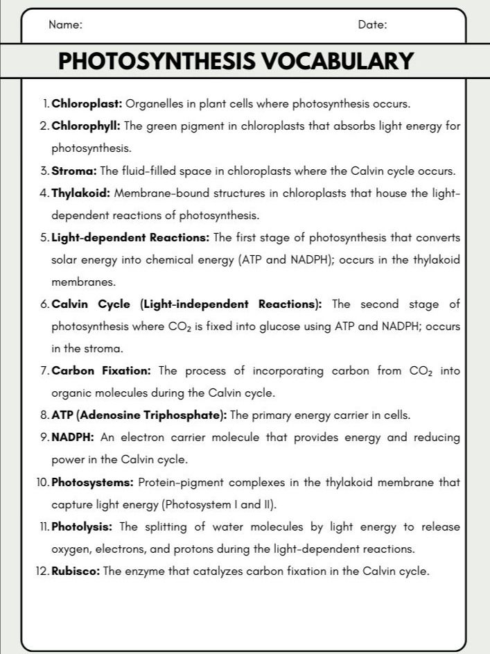 Photosynthesis and Cellular Respiration Vocabulary product image (1)