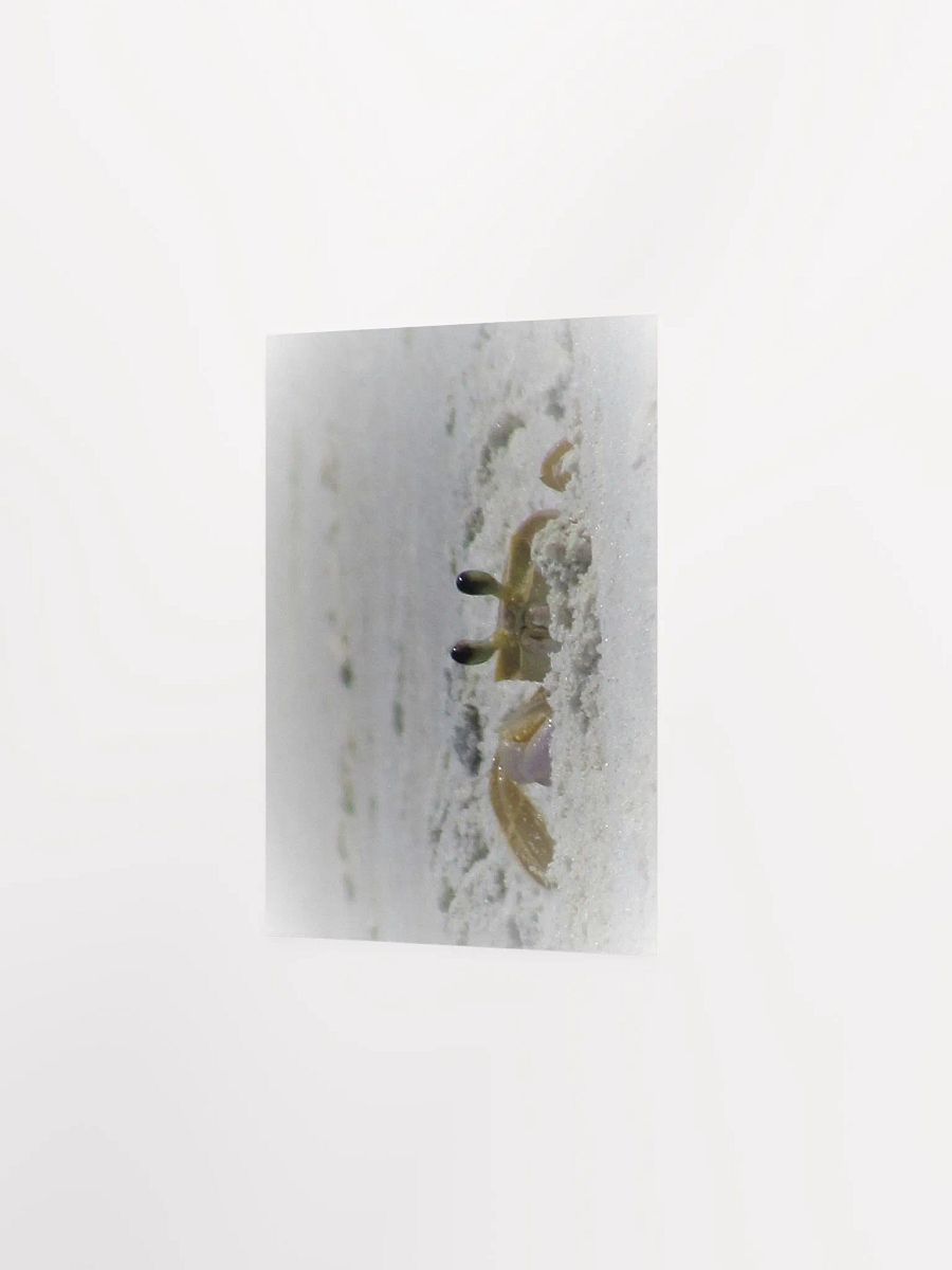 Beach Crab product image (10)