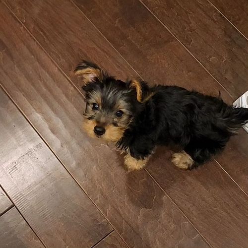 Meet Loki...the newest edition to the fam!
Sometimes we get the things we chase!
.
.
.
#dog #yorkshireterrier #yorkie #toughe...