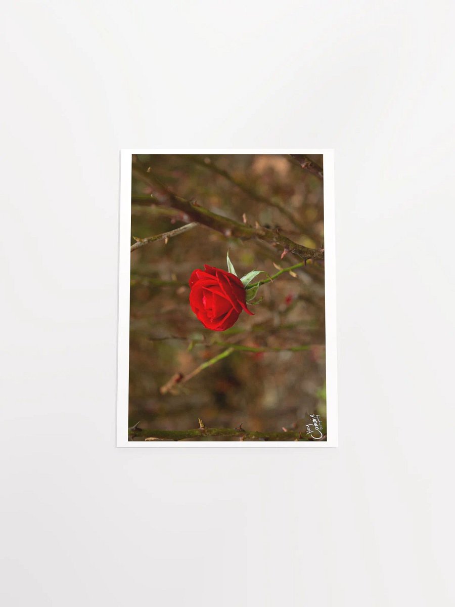 Roses Thorns - Print product image (4)