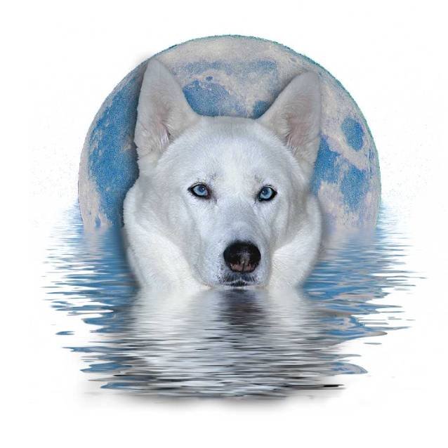 White Siberian Husky with Moon Background product image (1)