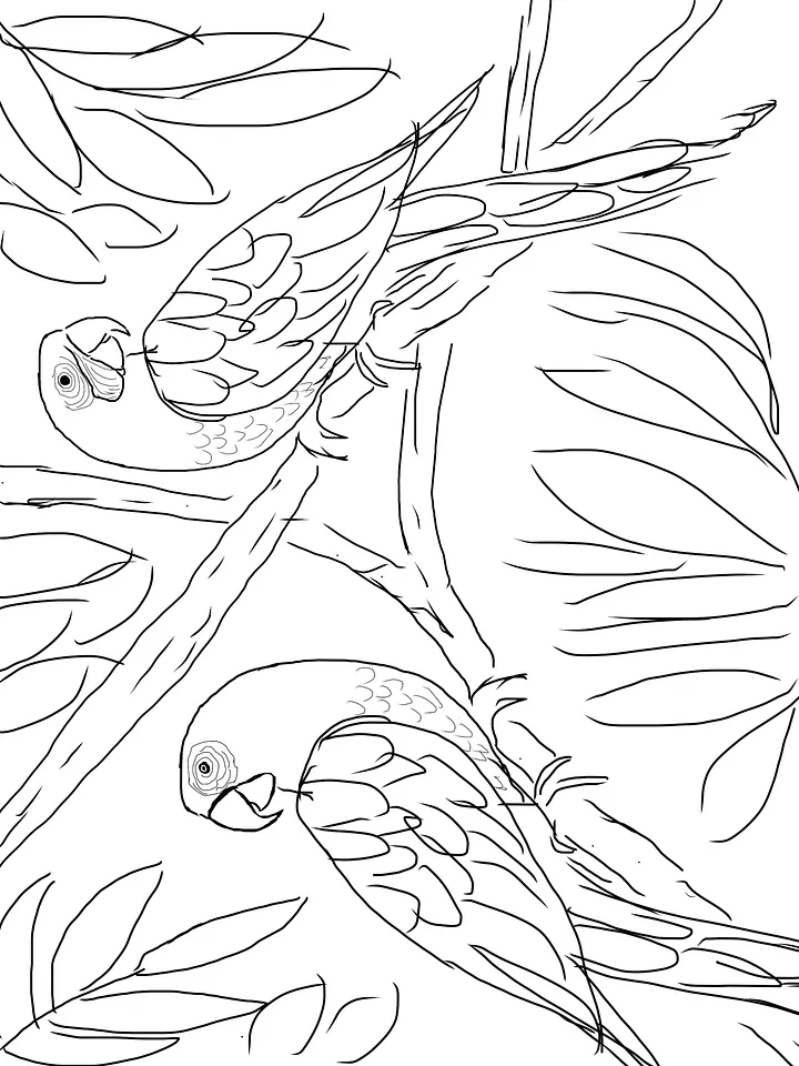 Parrots - (2 Downloadable Sketches) product image (2)