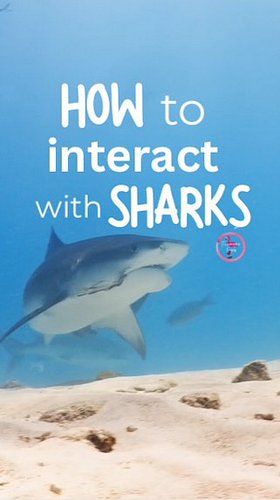 How to dive with sharks (the safe way) 🦈 
1️⃣ Let them do their thing. Don’t chase, don’t touch — just be a calm guest in the...