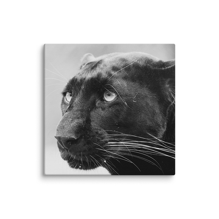 Black Leopard Canvas Print product image (24)