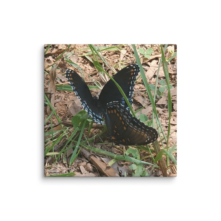 Butterfly Bliss Canvas product image (12)