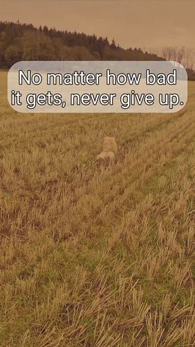 We will see it through. #dog #northernireland #ireland #mentalhealth #healing