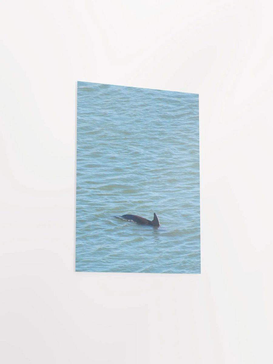 Dolphin Pop-up product image (31)