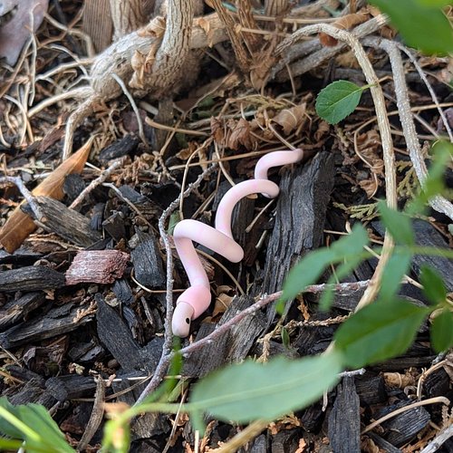 Clay worms. Are they your gf?