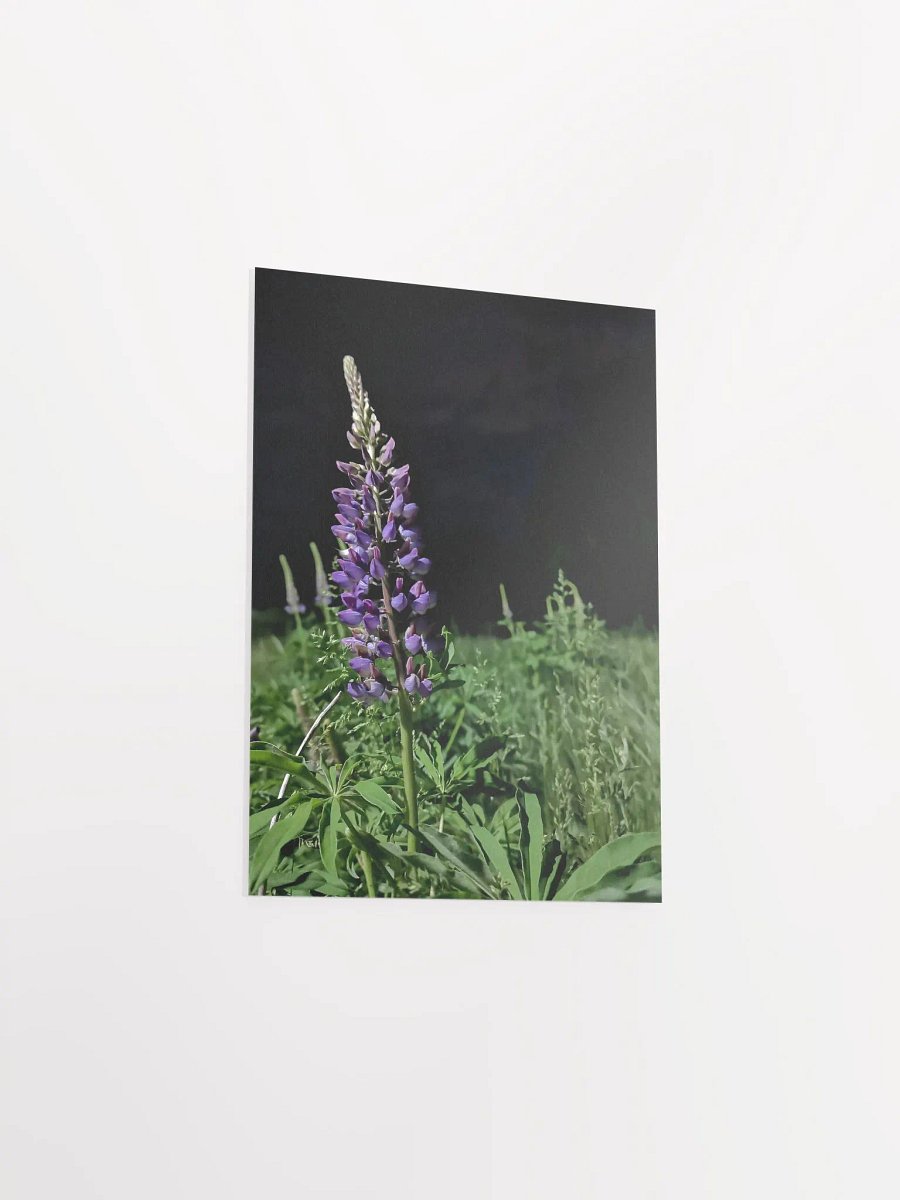 Midnight Lupine (Print) product image (27)