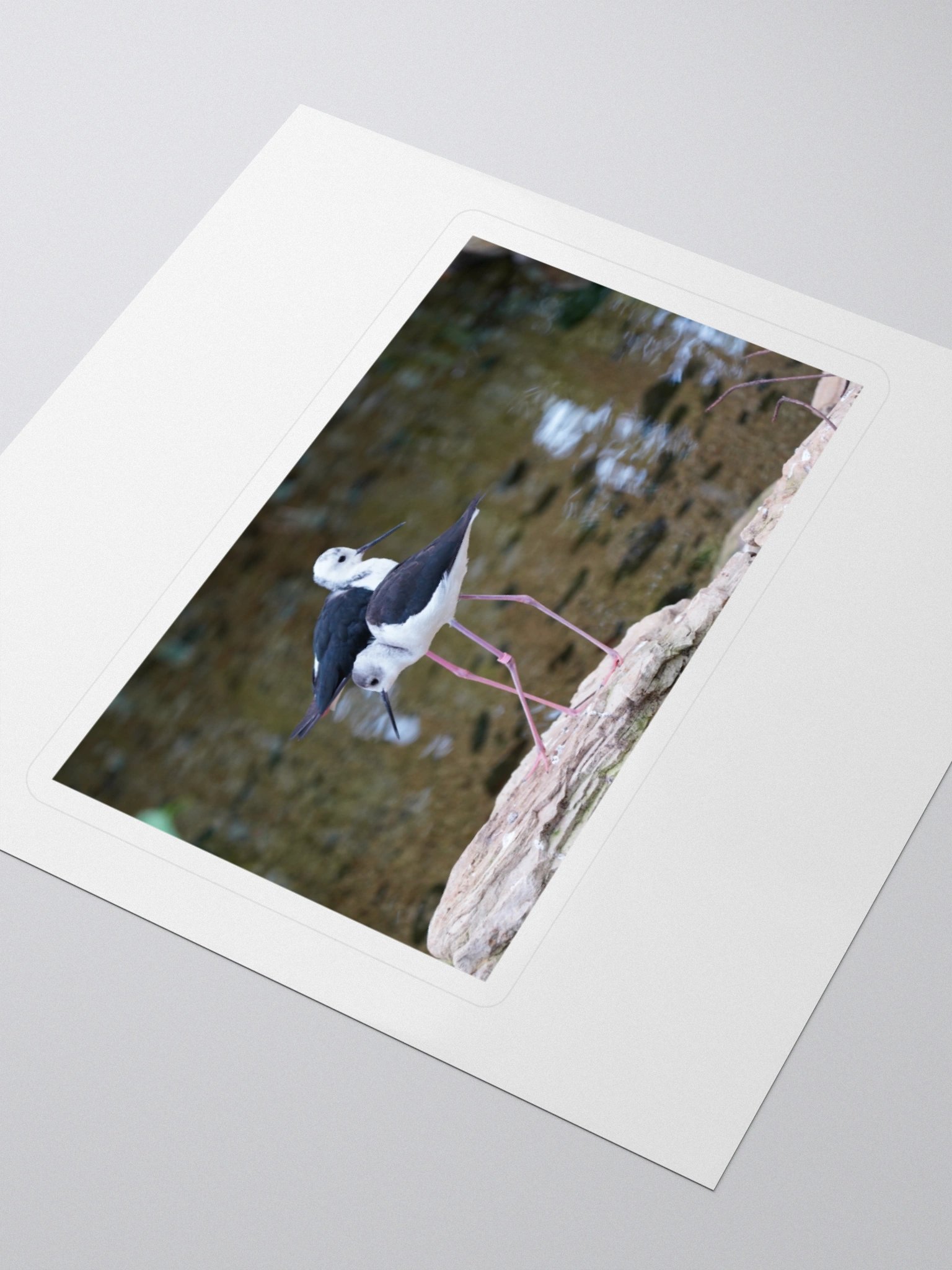 Graceful Avian Duo Stickers product image (3)