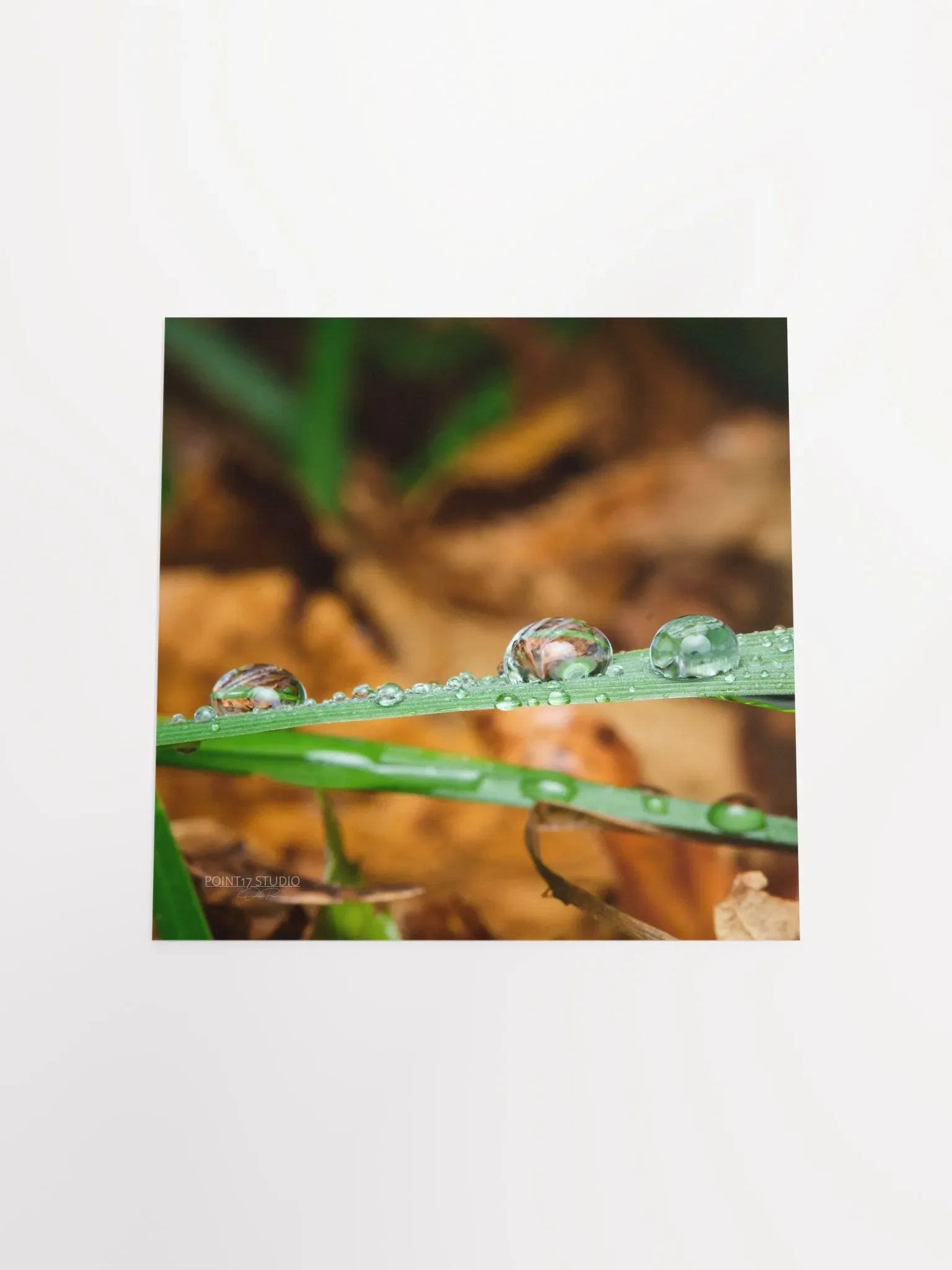 Dew Gems #11 - Print product image (11)