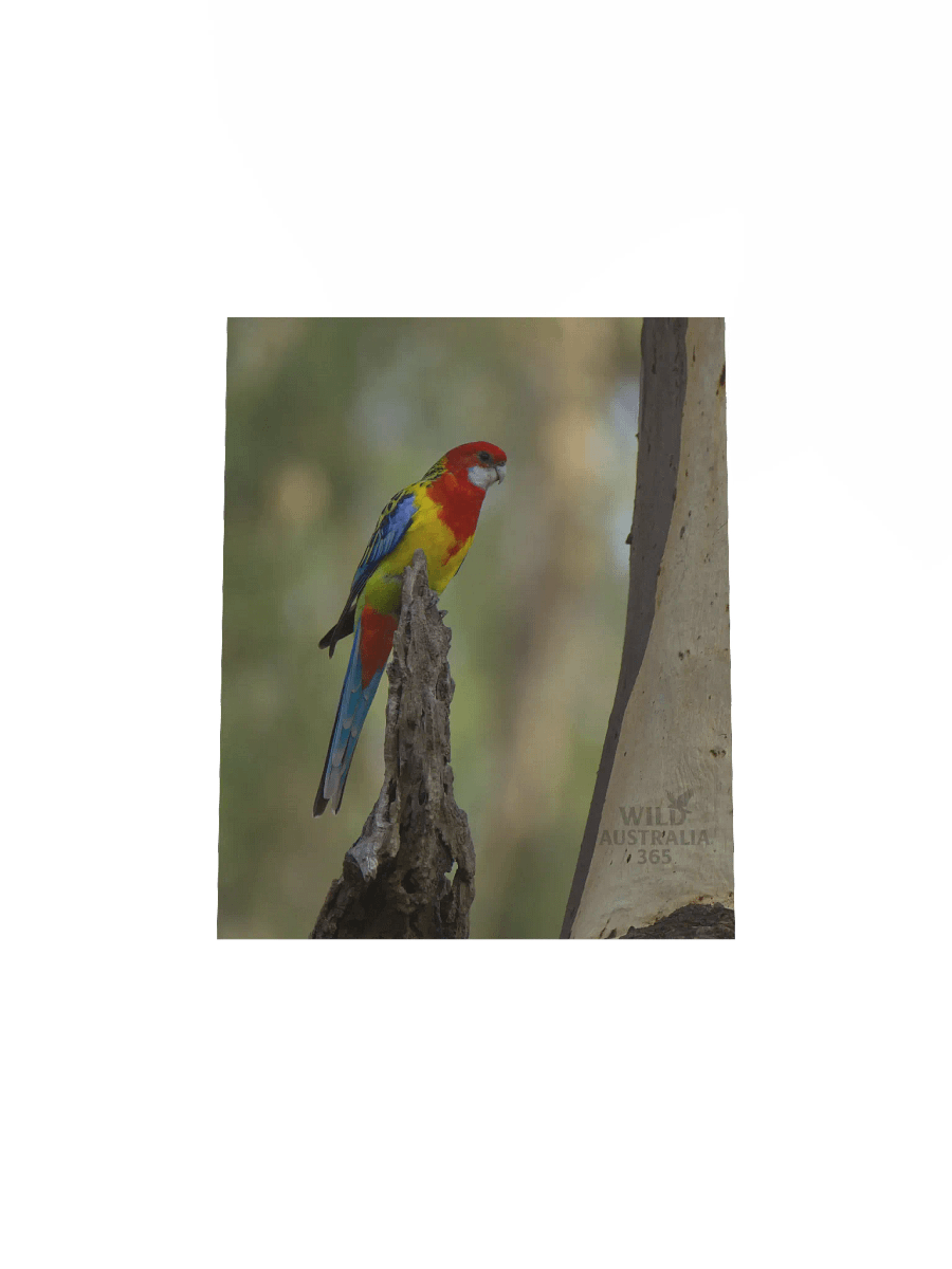 Eastern Rosella. product image (12)